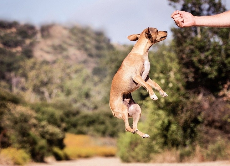 Dogs Jump