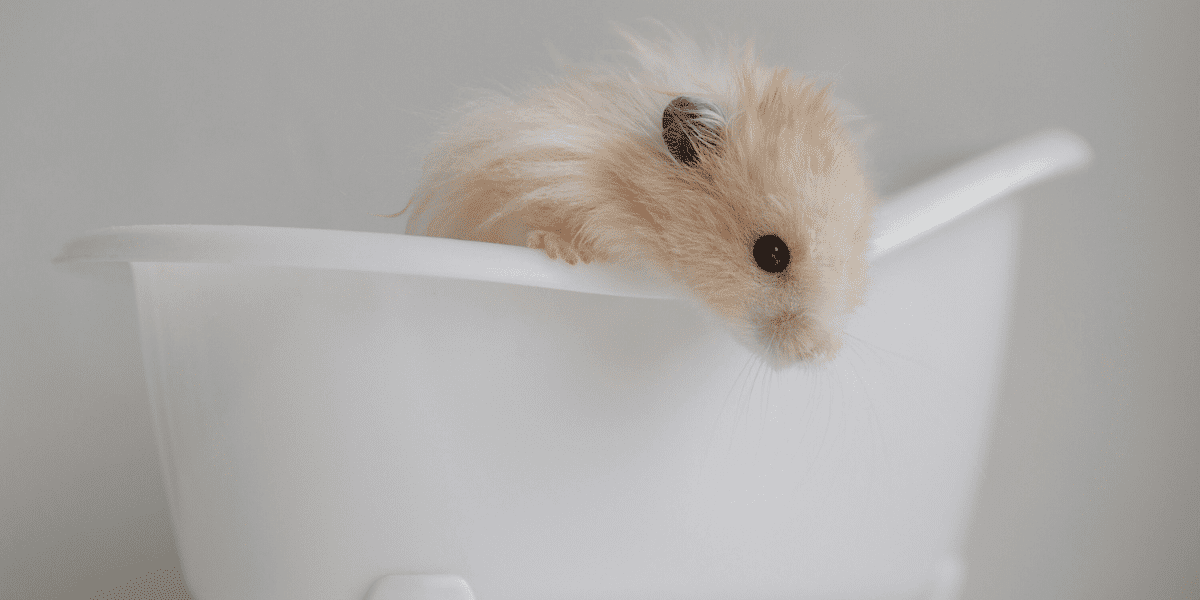 Hamster Bath
