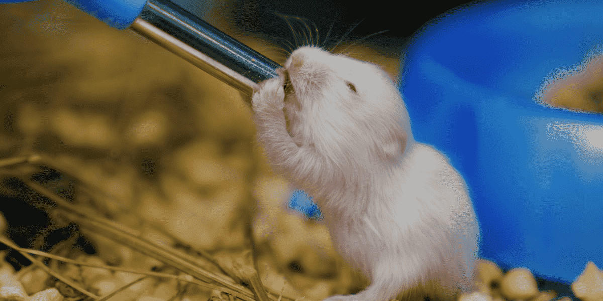 Hamster drinking water