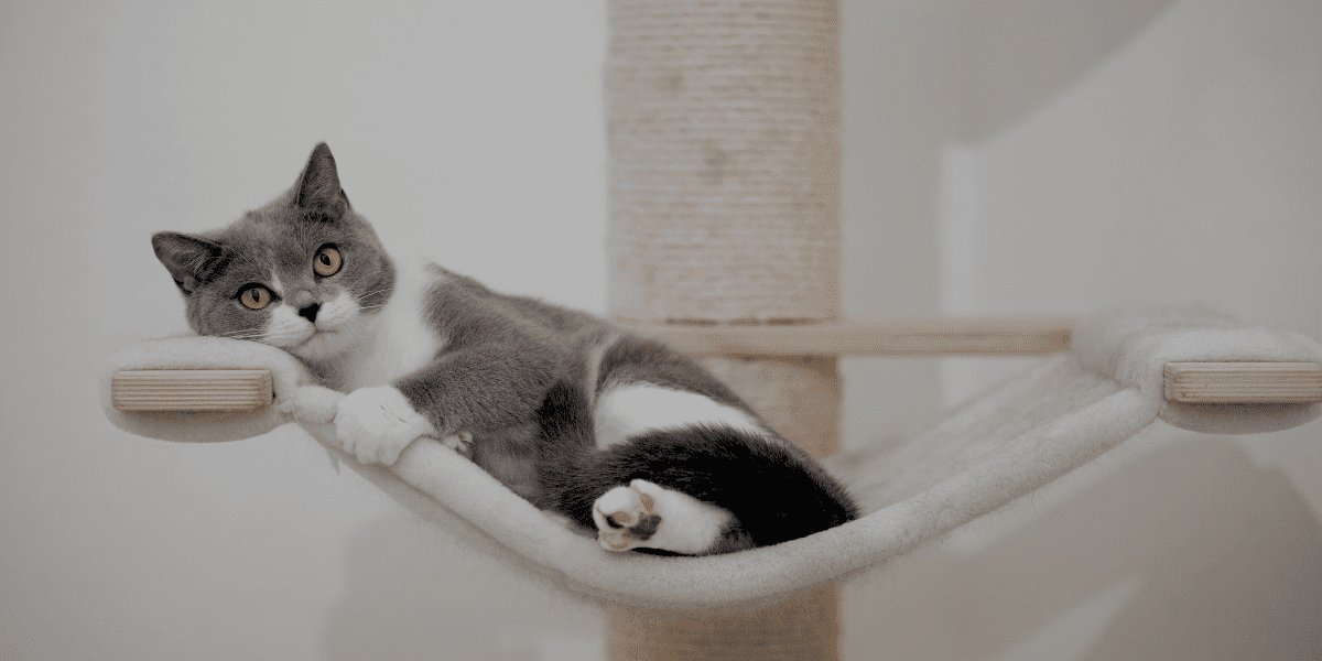 Train Your Cat to Use a Scratching Post